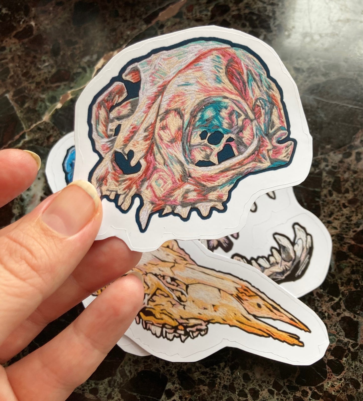 Domestic Cat Skull Sticker - 3"